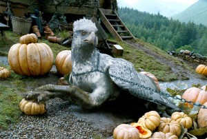 buckbeak pumpkins