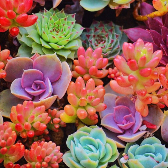 succulents