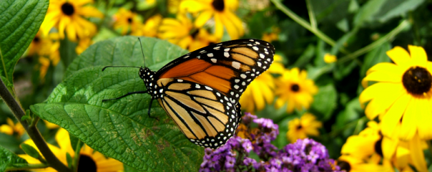 ButterflyGarden-628x250