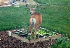Marin Master Gardeners – Keeping Varmints at Bay @ Downtown San Rafael Library