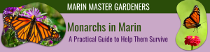 Marin Master Gardeners: Monarchs in Marin @ 4th Street Pop-Up