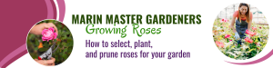 Marin Master Gardeners: Growing Roses @ 4th Street Pop-Up