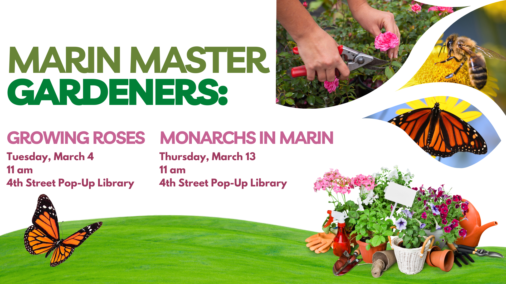 San Rafael Public Library - MarinGardenersMonarchRoses