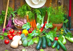 Marin Master Gardeners - Growing Edibles @ San Rafael Pop Up Library