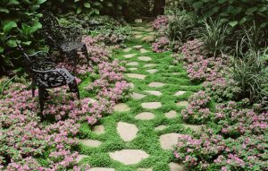 Marin Master Gardeners - Native Ground Covers @ San Rafael Pop-Up Library