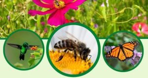 Marin Master Gardeners - Habitat Gardening: Bring Birds, Bees & Butterflies to your Yard @ Downtown San Rafael Library